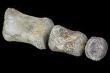 Composite Hadrosaur Finger - Alberta (Disposition #-) #71733-2